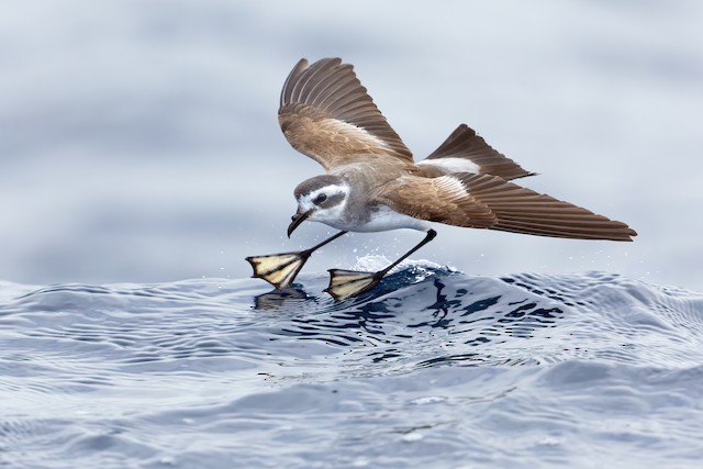 bird of la graciosa