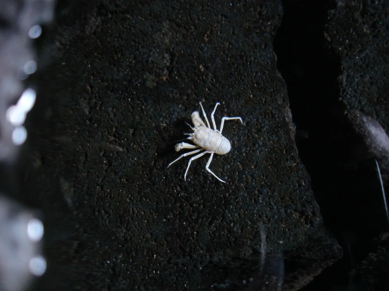 cangrejo albino ciego lanzarote